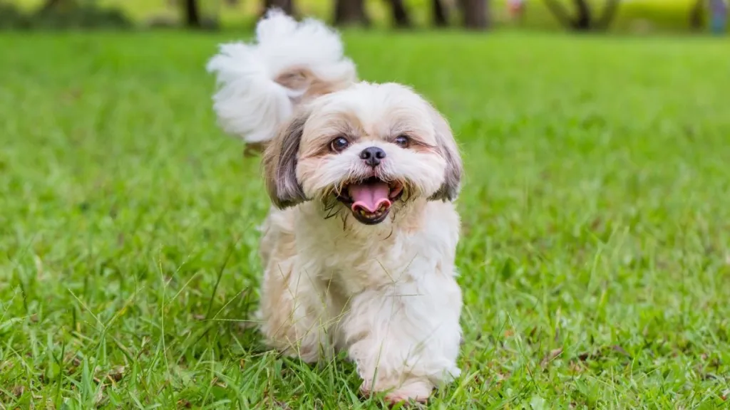 Outdoor shot of a Shih Tzu, one of the best small dog breeds for first-time owners, walking on the grass.