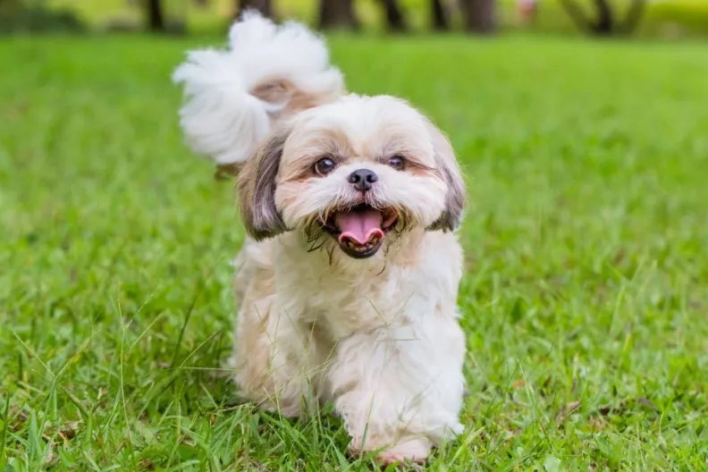 Outdoor shot of a Shih Tzu, one of the best small dog breeds for first-time owners, walking on the grass.