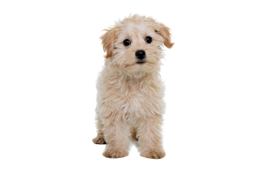 Chihuahua Poodle mix puppy looking at the camera on a white background