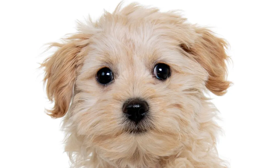 Headshot of a Chihuahua Poodle mix puppy looking at the camera on a white background