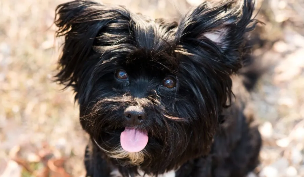 Black Lhasapoo, a Lhasa Apso and Poodle crossbreed, playing outside