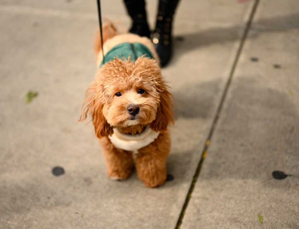 Cute Havapoo Puppy in coat in NYC.