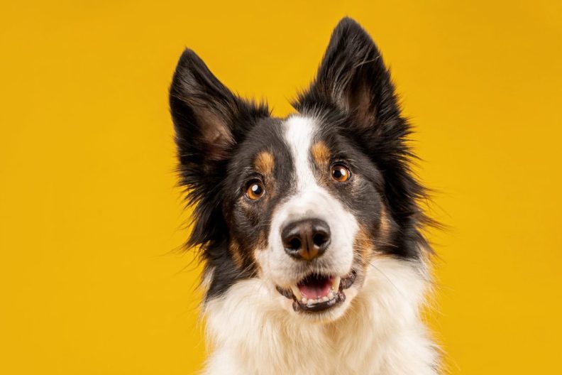 Photograph of a Border Collie, a highly intelligent breed who can learn more than 100 words using dog buttons, on a bright yellow studio backdrop.