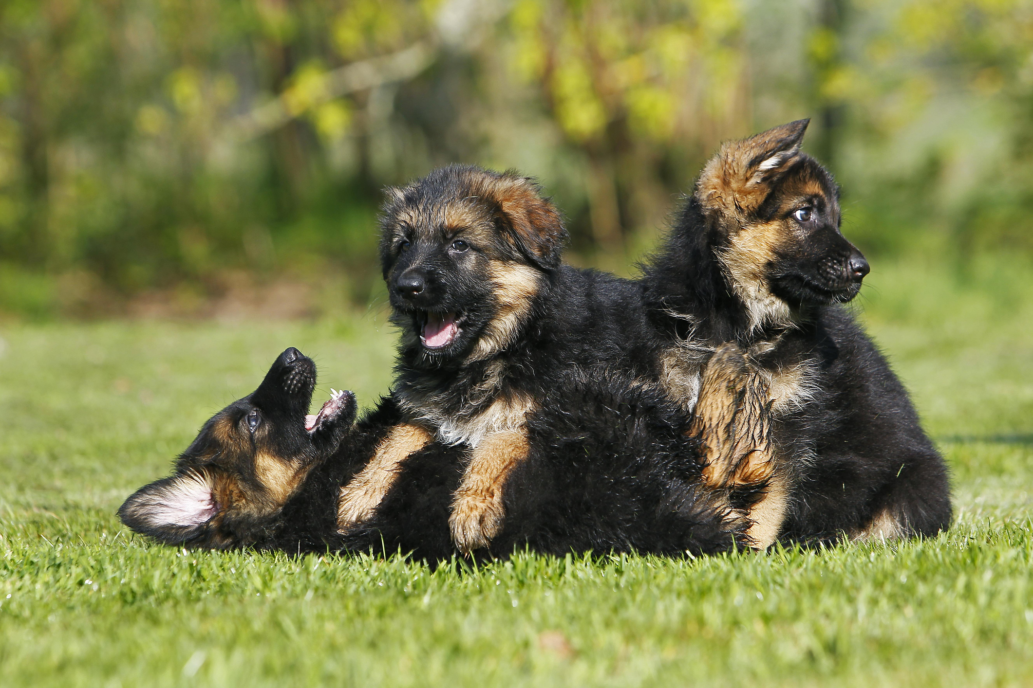 German Shepherd Puppy Pictures and Facts