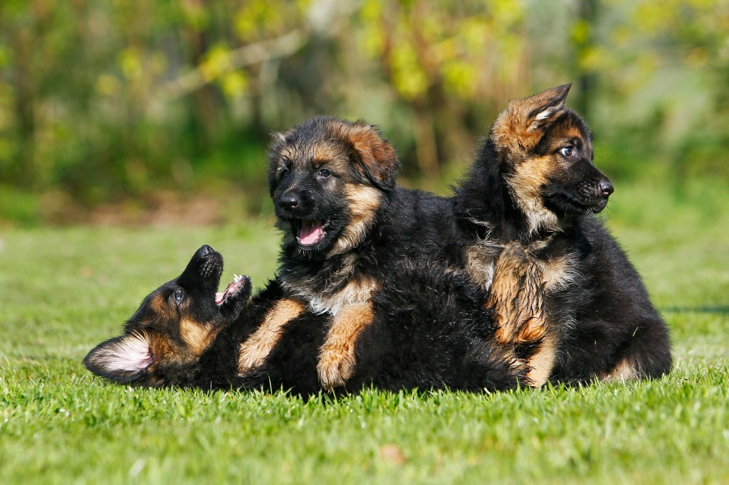 German Shepherd Dog, Pups playing on Grass