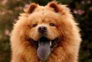 A portrait of a furry ginger Chow Chow, a breed not affectionate with family, with his blue tongue out.