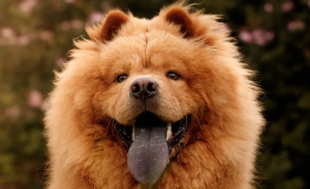 A portrait of a furry ginger Chow Chow, a breed not affectionate with family, with his blue tongue out.