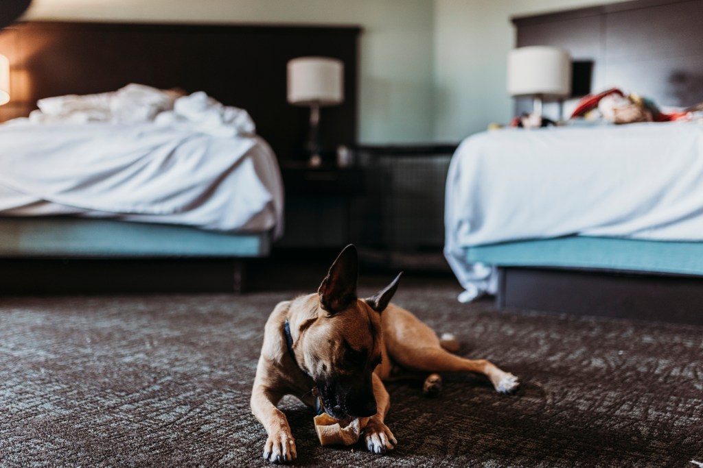 Photograph of a happy dog chewing a bone in a pet-friendly hotel