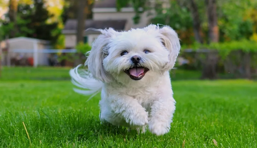Shih Tzu smiling as he runs through bright green grass in the summer.