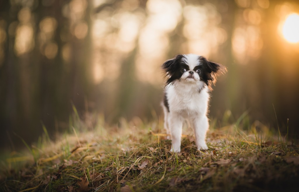 Close-up of purebred Japanese Chin, a calm dog breed, standing on a field during sunset.