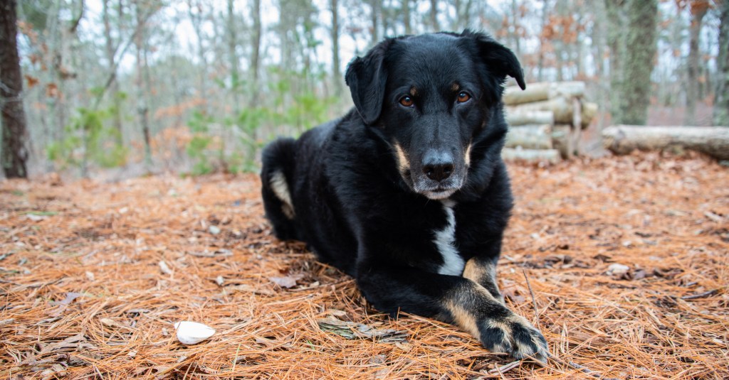 A Bordernese dog out in the woods. A mix between the Border Collie and Bernese Mountain Dog. 