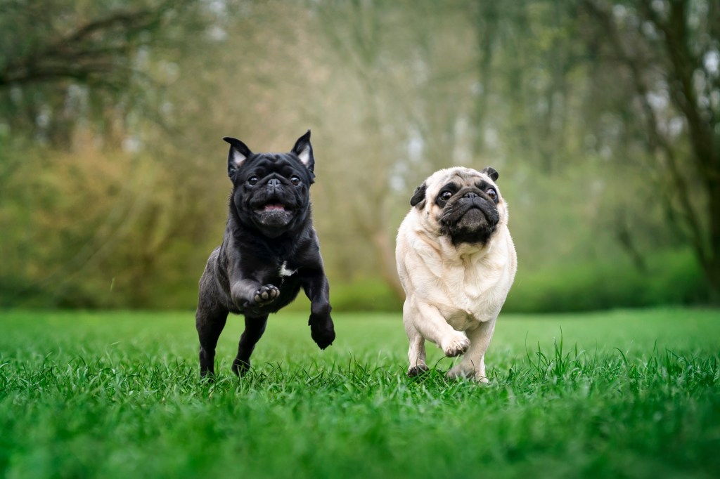 Two Pugs, well known little pups, are running on the grass. One Pug is black, the other black and tan.