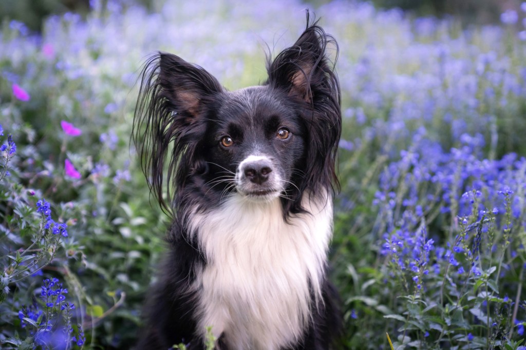 Portrait of a black and white Papillon, a quiet dog breed, sitting among purple flowers