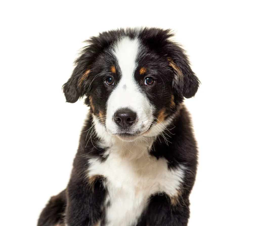 Close-up of a sweet-looking Bordernese puppy, a mix between the Border Collie and Bernese Mountain Dog. 