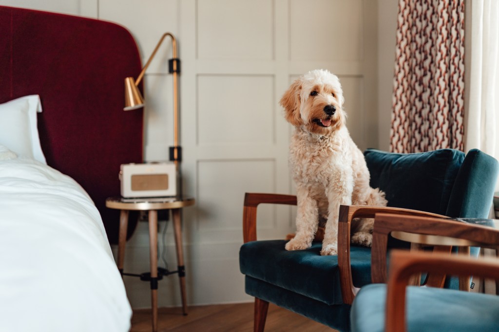 Cute Goldendoodle looking out the window while sitting on chair in a stylish pet-friendly hotel bedroom.