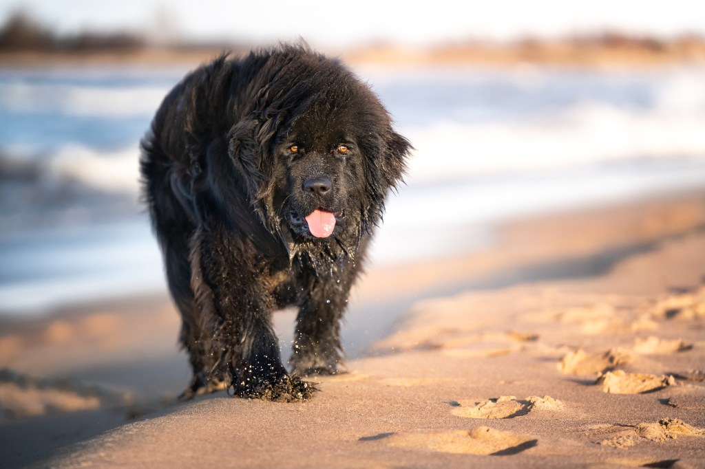 A large, black Newfoundland dog walks by the seashore. Outdoor photo