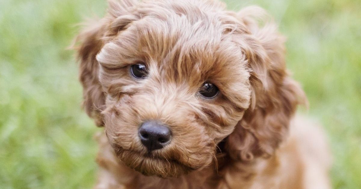 A cute little cavapoo puppy is sitting in the grass listening to commands