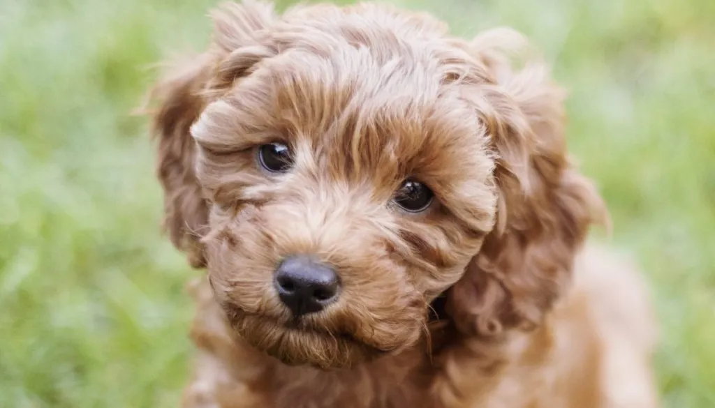 A cute little cavapoo puppy is sitting in the grass listening to commands