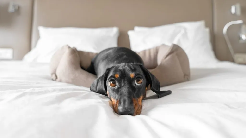 Cute Dachshund pet lies in dog bed at pet-friendly hotel looking at camera. Black domestic friend relaxes in room on vacation close view