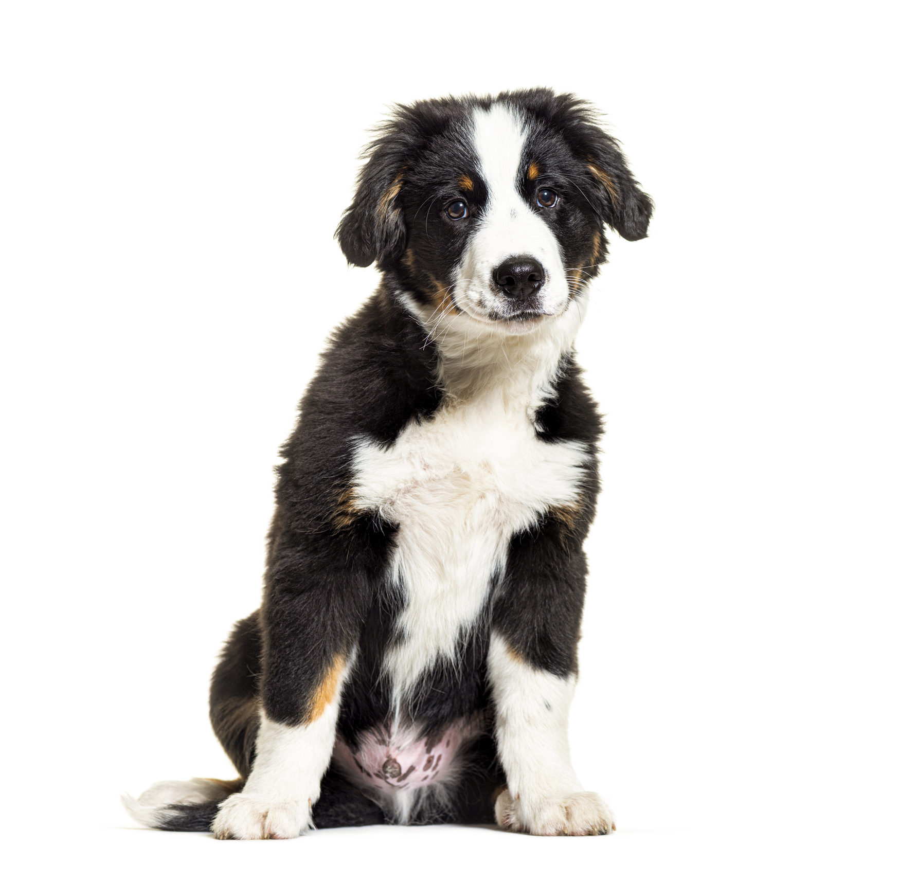 Bordernese Dog Breed Information & Characteristics