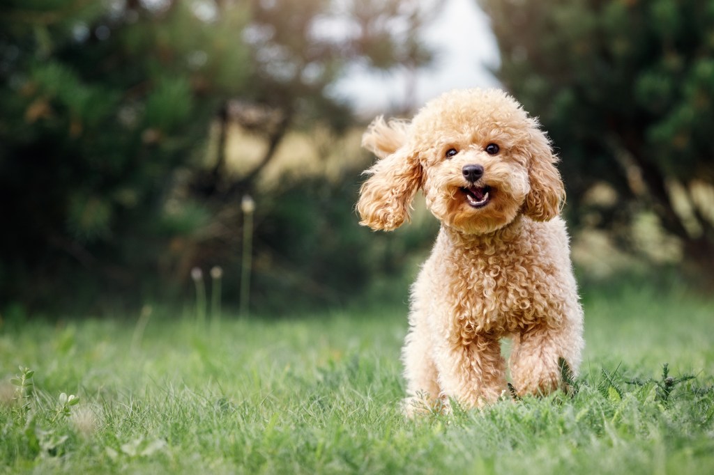 A smiling little puppy of a light brown Miniature Poodle in a beautiful green meadow is happily running towards the camera.