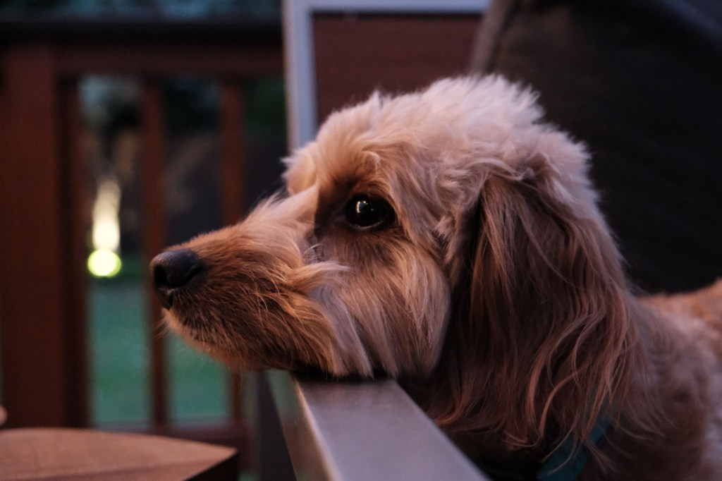 Cute Doxiepoo puppy, a Dachshund Poodle mix, looking behind the fence
