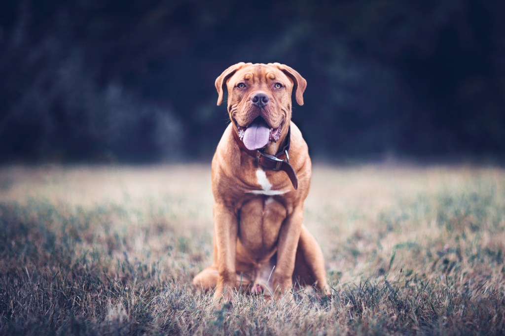 A happy looking Dog de Bordeaux, a big dog breed, sitting in a field looking at the camera.