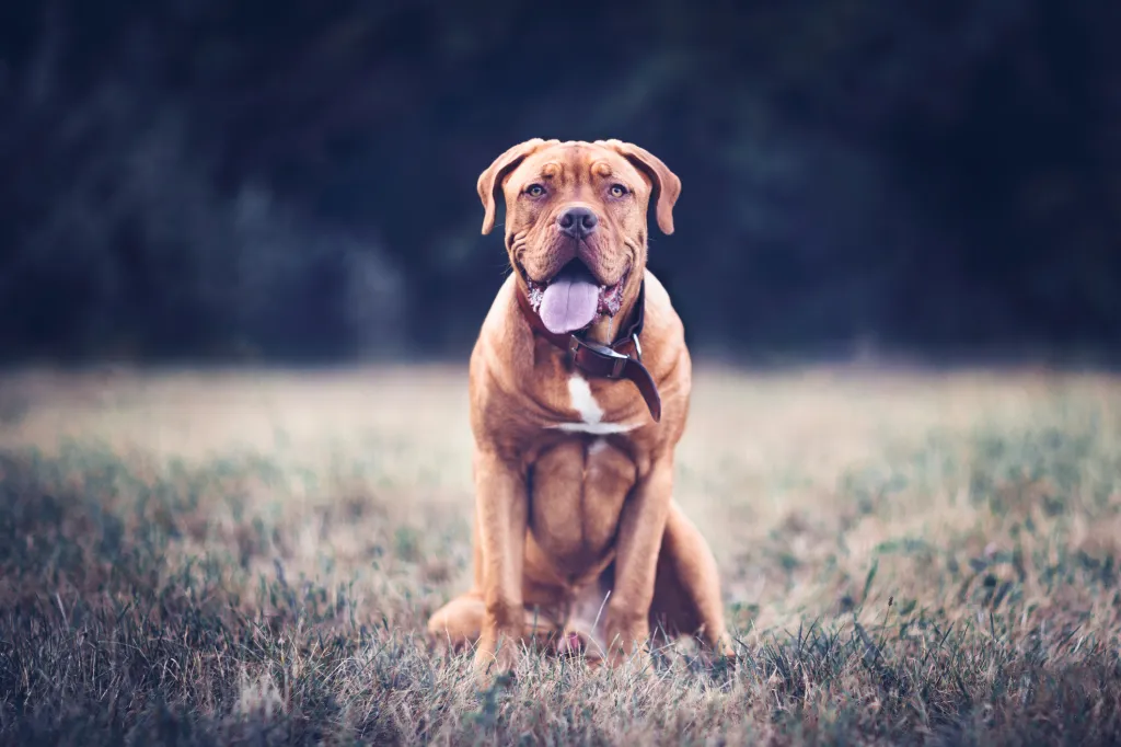 Big Dog Breeds: The Top 10 Largest Dogs You Need To Know