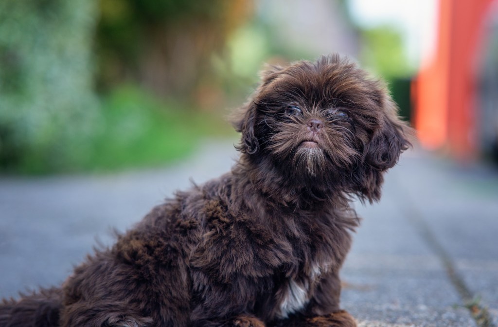 Closeup photo of a brown Shih-Poo, a small dog for first-time owners, standing looking at the camera.