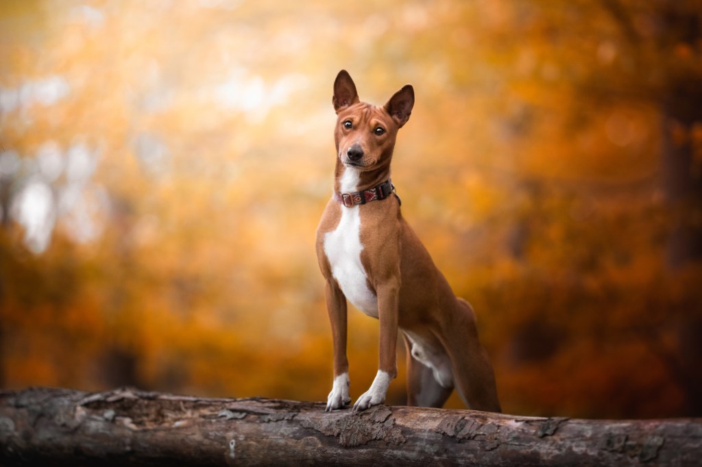 Portrait of a Basenji, a quiet dog breed, standing on tree stump during autumn in Poland