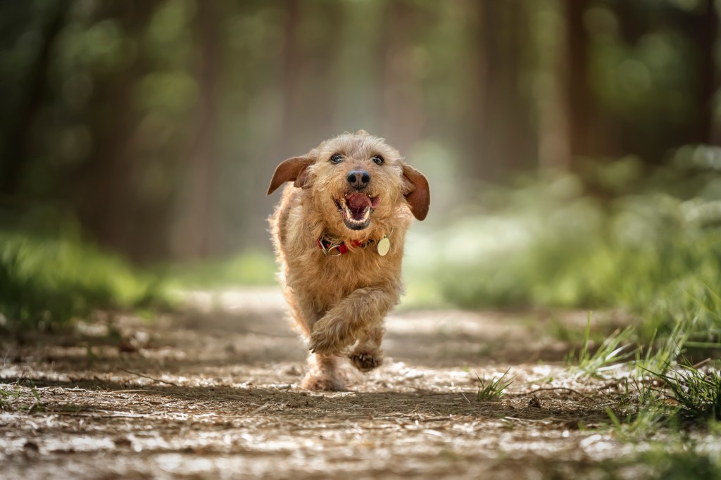 Basset Fauve de Bretagne, a small dog and quiet dog breed, running directly at the camera in the forest with flappy ears