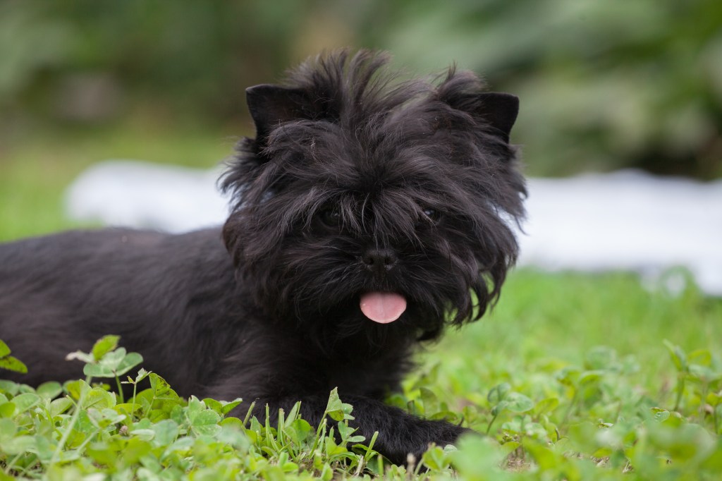 Affenpinscher puppy, a small dog and quiet dog breed, in the park