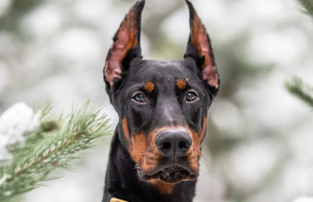 Closeup photograph of a Doberman Pinscher standing on snow. Behind, blurred images of pine.
