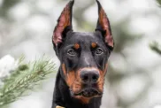 Closeup photograph of a Doberman Pinscher standing on snow. Behind, blurred images of pine.