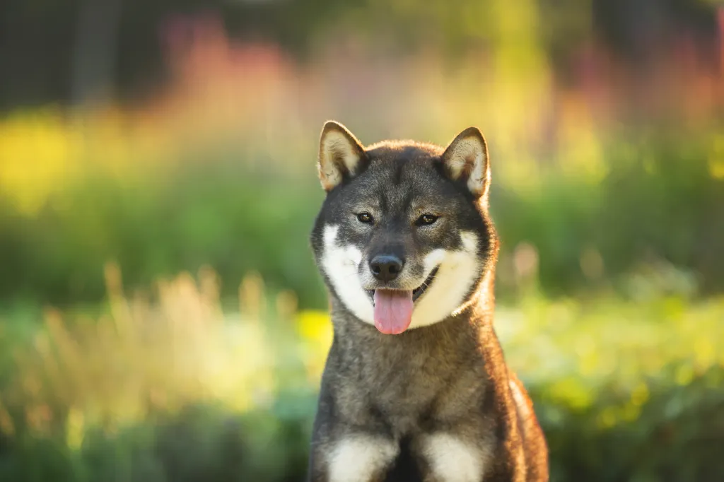 Close-up portrait of cute and beautiful Japanese dog breed Shikoku sitting in the park in summer. Shikoku dog is sitting outside at sunset