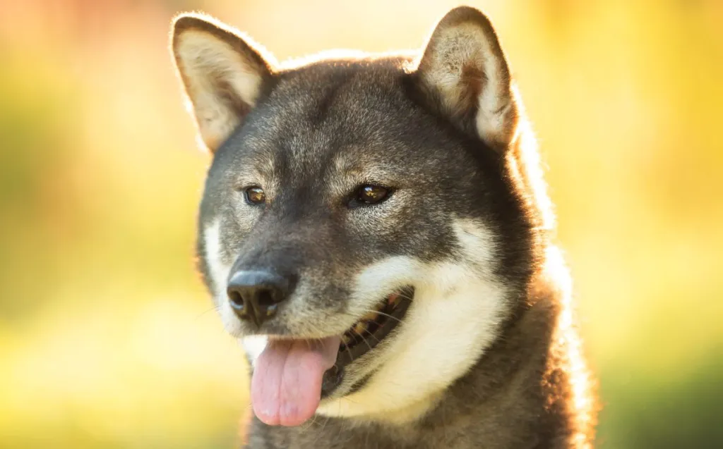 Close-up portrait of cute and beautiful Japanese dog breed Shikoku sitting in the park in summer.