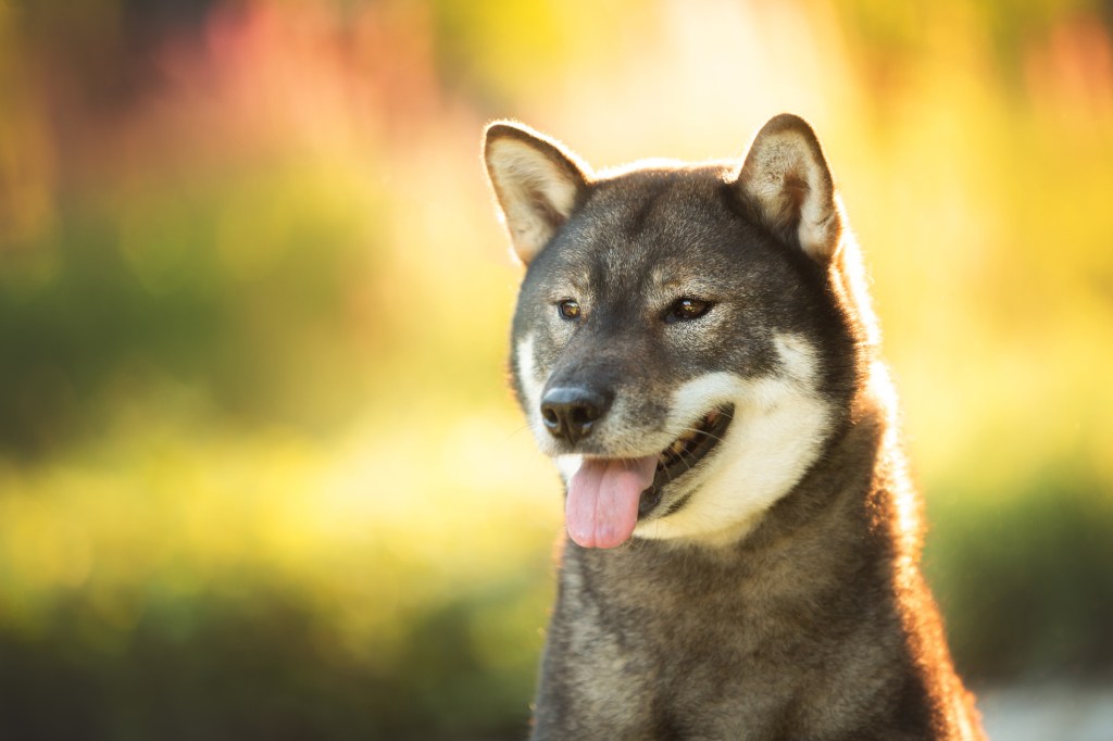 Close-up portrait of cute and beautiful Japanese dog breed Shikoku sitting in the park in summer. Shikoku dog is sitting outside at sunset