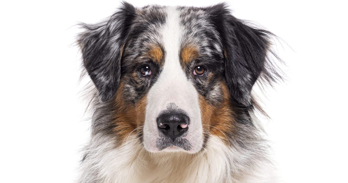 Bordernese Dog Breed Information & Characteristics