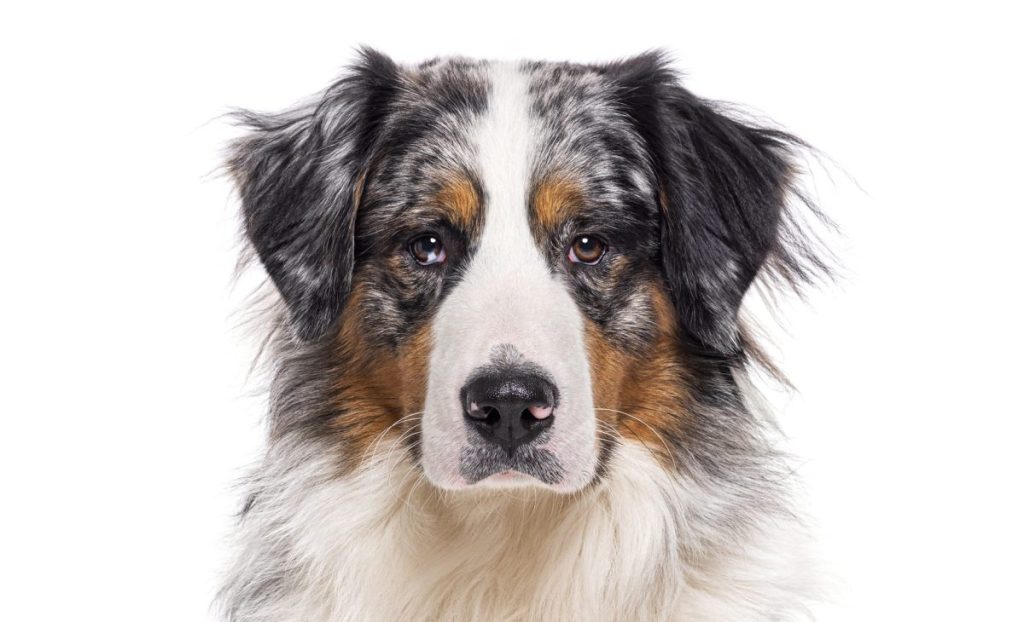 Bordernese, cross between Border Collie and Bernese Mountain Dog, isolated on white.