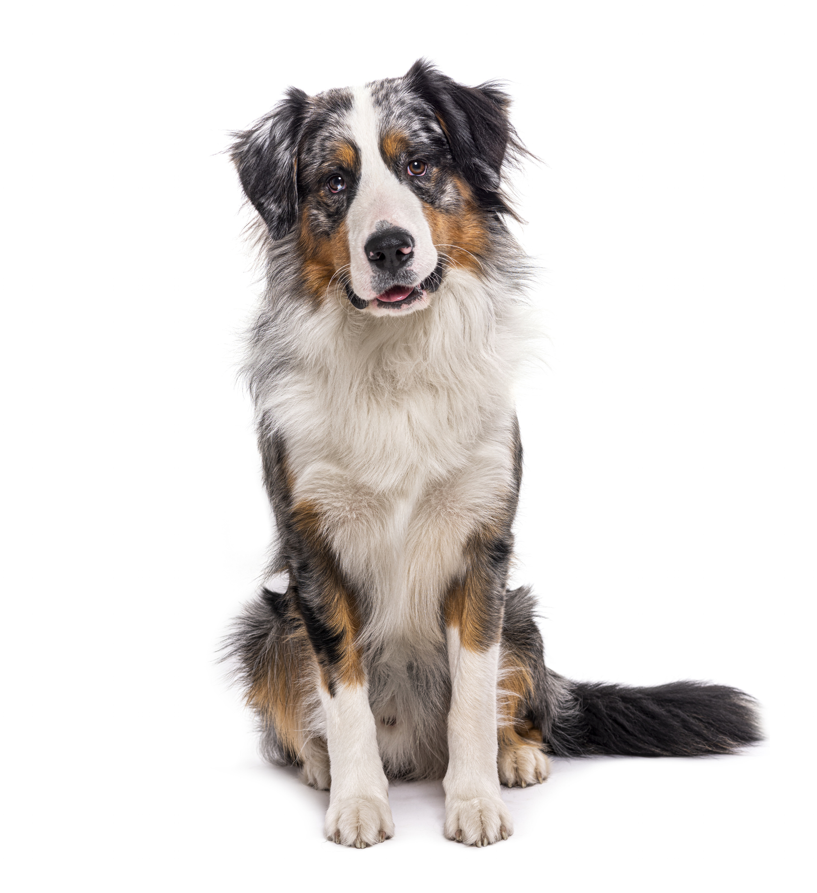 Bordernese Dog Breed Information & Characteristics