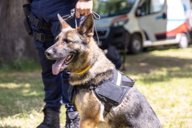 A K-9 dog, similar to Megan Leavey's military working dog, a German Shepherd Dog named Rex, in the 2017 film.