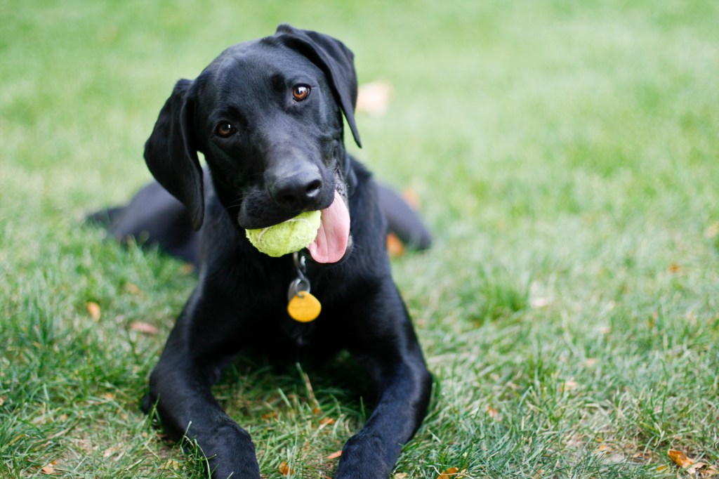 A black retriever, a breed type prone to potential mouthiness, happily holds a tennis ball. This happy dog sits on green grass, looking at the camera.