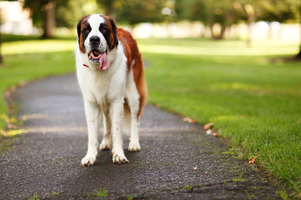 A happy Saint Bernard, a big dog breed, standing in the park, panting after a good play session.