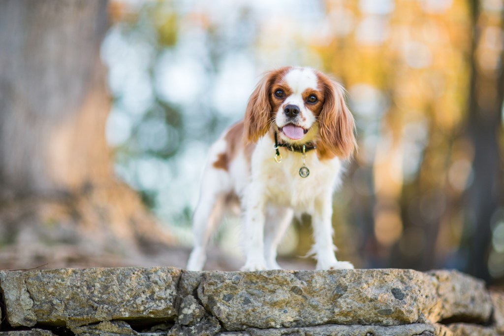 A Cavalier King Charles Spaniel, a small dog breed for first-time owners, standing atop a wall in an outdoor park against a diffuse background of leaves and vegetation.