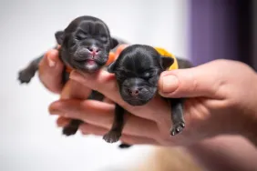 Newborn puppies in a human's hands. A Ohio breeder is being accused of running a puppy "Ponzi scheme."