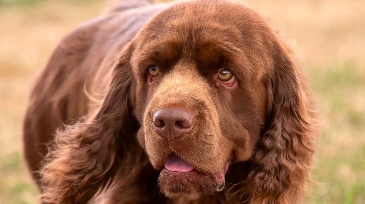 Sussex spaniel fashion poodle mix