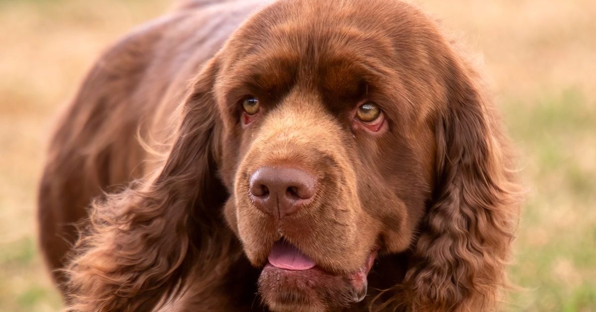 Sussex Spaniel walking across the grass