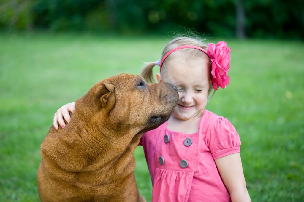 A Shar Pei, a breed not affectionate with family, shows his love for a little girl dressed in pink. The tan-colored dog kisses her on the cheek