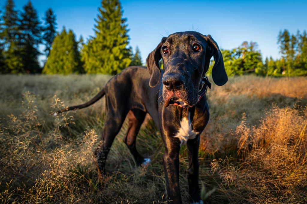 Portrait of Great Dane, a of the big dog breed, standing on field against sky,Woodinville,Washington,United States,USA