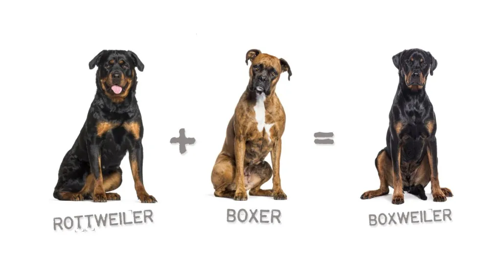 Illustration explaining the Boxweiler dog breed. A Rottweiler sits next to a Boxer. To the right is a picture of a Boxweiler.